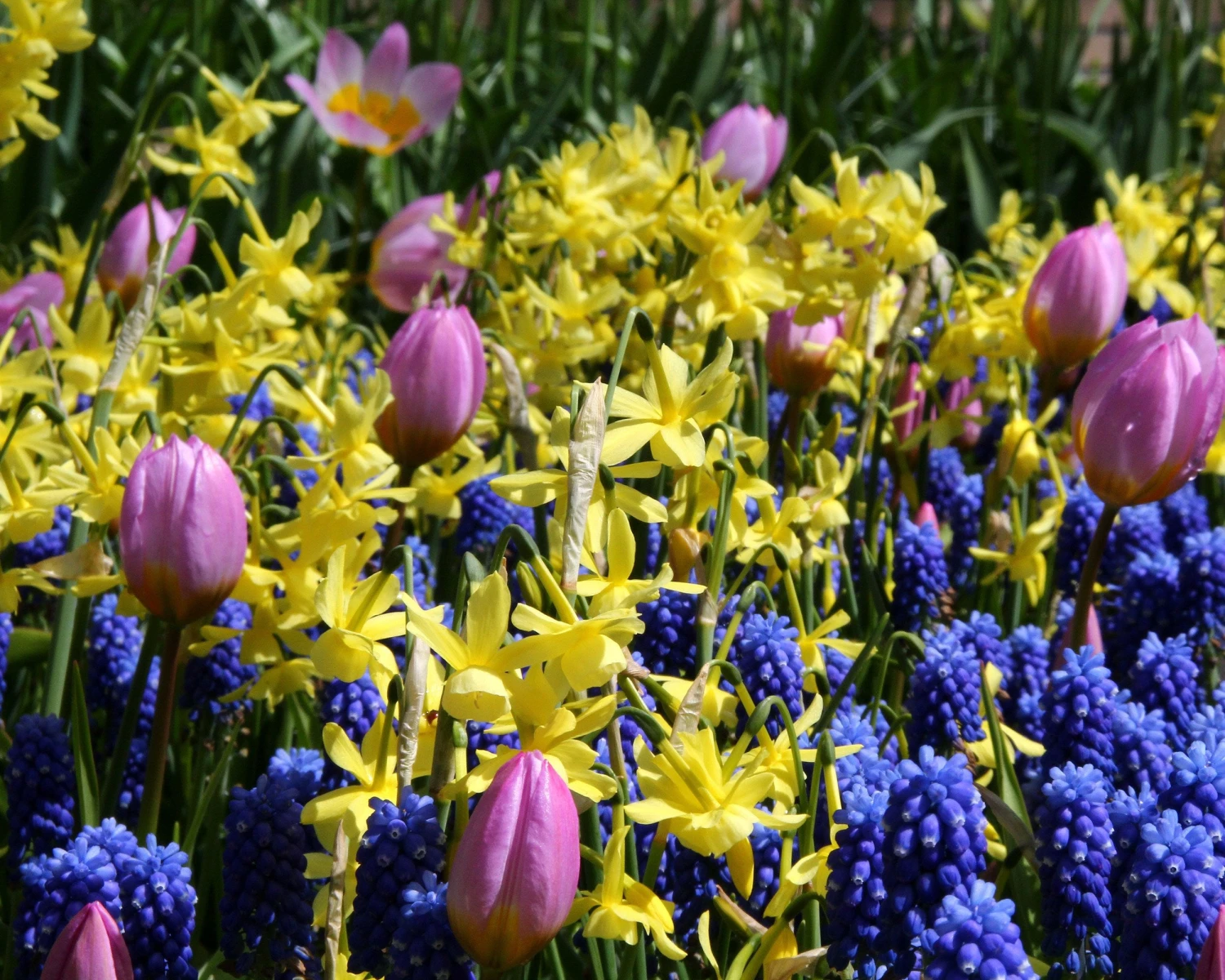Narcissus 'Hawera' 5 Narcissus 'Hawera' - Image 5
