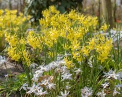 Narcissus 'Hawera' 8 Narcissus 'Hawera' -Plants And Flowers Shop narcissus hawera 3