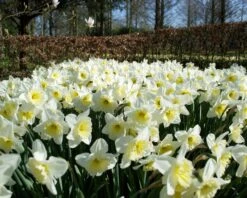 Narcissus 'Ice Follies' -Plants And Flowers Shop narcissus ice follies 1