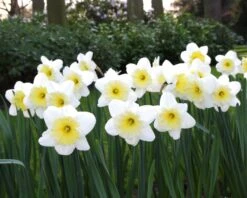 Narcissus 'Ice Follies' -Plants And Flowers Shop narcissus ice follies 2 5c3120ad be98 439a a7e9 b8dfaafa98d0