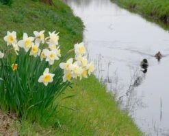 Narcissus 'Ice Follies' -Plants And Flowers Shop narcissus ice follies 3