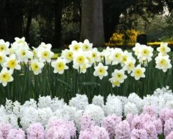Narcissus 'Ice Follies' -Plants And Flowers Shop narcissus ice follies 3 1e72ceb5 d50e 4179 8976 b7d7c2bb83d6