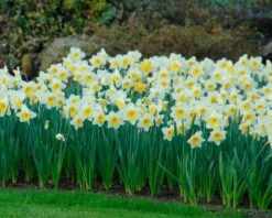 Narcissus 'Ice Follies' -Plants And Flowers Shop narcissus ice follies 5
