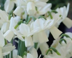 Narcissus 'Ice Wings' -Plants And Flowers Shop narcissus ice wings 3