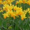 Narcissus 'Jetfire'