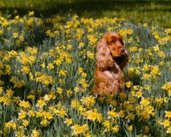 Narcissus Lobularis -Plants And Flowers Shop narcissus lobularis 1