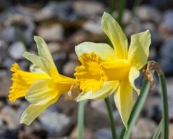 Narcissus Lobularis -Plants And Flowers Shop narcissus lobularis 2