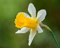 Narcissus Lobularis -Plants And Flowers Shop narcissus lobularis 5