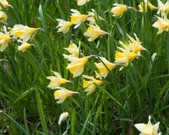 Narcissus Lobularis -Plants And Flowers Shop narcissus lobularis 8