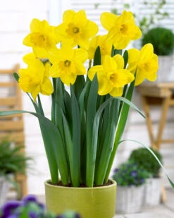 Narcissus 'Lucky Number'