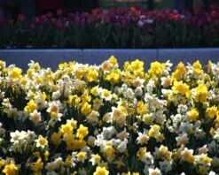 Narcissus 'Harlequin Mix' -Plants And Flowers Shop narcissus mixed 1
