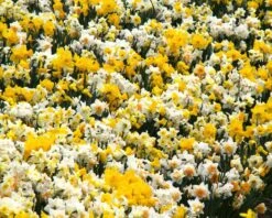 Narcissus 'Harlequin Mix' -Plants And Flowers Shop narcissus mixed 2