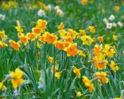 Narcissus 'Mondragon' -Plants And Flowers Shop narcissus mondragon 1