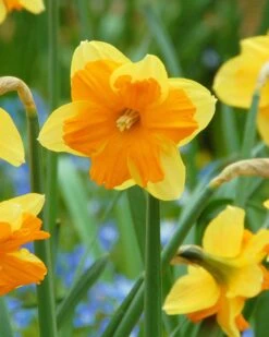 Narcissus 'Mondragon'