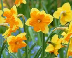 Narcissus 'Mondragon' -Plants And Flowers Shop narcissus mondragon 3