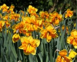 Narcissus 'Mondragon' -Plants And Flowers Shop narcissus mondragon 5