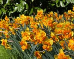 Narcissus 'Mondragon' -Plants And Flowers Shop narcissus mondragon 6