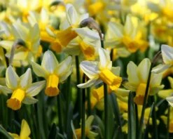 Narcissus 'Mother Duck' -Plants And Flowers Shop narcissus mother duck 3