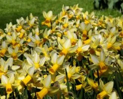 Narcissus 'Mother Duck' -Plants And Flowers Shop narcissus mother duck 4