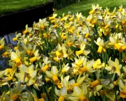 Narcissus 'Mother Duck' -Plants And Flowers Shop narcissus mother duck 5
