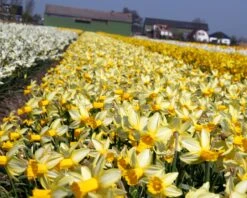 Narcissus 'Mother Duck' -Plants And Flowers Shop narcissus mother duck 6