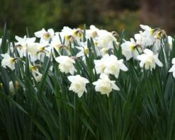 Narcissus 'Mount Hood' -Plants And Flowers Shop narcissus mount hood 12