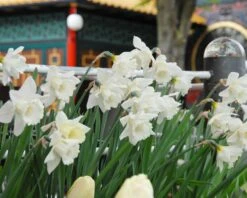 Narcissus 'Mount Hood' -Plants And Flowers Shop narcissus mount hood 5