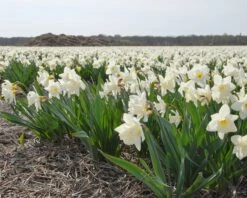 Narcissus 'Mount Hood' -Plants And Flowers Shop narcissus mount hood 7