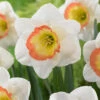 Narcissus 'Night Cap'