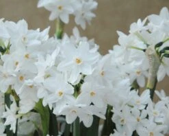 Narcissus Tazetta 'Paperwhite' -Plants And Flowers Shop narcissus paperwhite 2