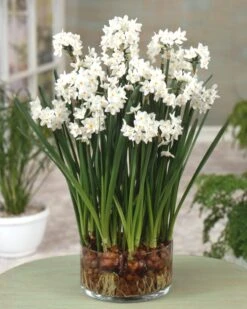 Narcissus Tazetta 'Paperwhite' -Plants And Flowers Shop narcissus paperwhite
