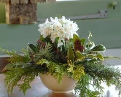 Narcissus Tazetta 'Paperwhite' -Plants And Flowers Shop narcissus paperwhite 7