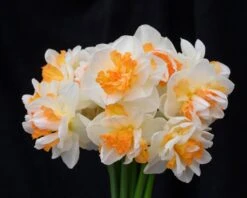 Narcissus 'Peach Prince' -Plants And Flowers Shop narcissus peach prince 1