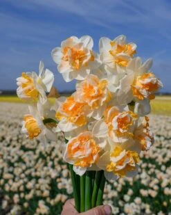 Narcissus 'Peach Prince' -Plants And Flowers Shop narcissus peach prince 2