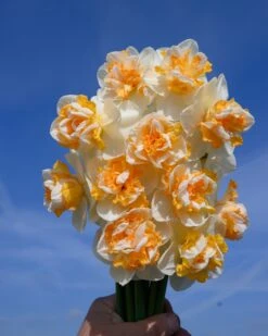 Narcissus 'Peach Prince' -Plants And Flowers Shop narcissus peach prince 3