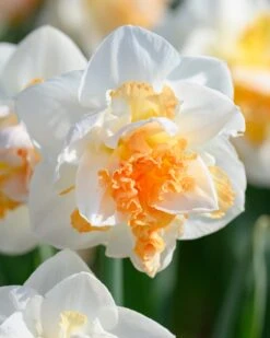 Narcissus 'Peach Prince' -Plants And Flowers Shop narcissus peach prince 4