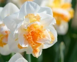 Narcissus 'Peach Prince' -Plants And Flowers Shop narcissus peach prince 5