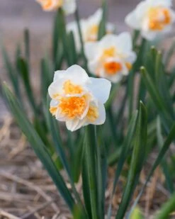 Narcissus 'Peach Prince' -Plants And Flowers Shop narcissus peach prince 7