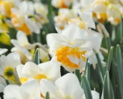Narcissus 'Peach Prince' -Plants And Flowers Shop narcissus peach prince 8