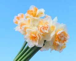 Narcissus 'Peach Prince' -Plants And Flowers Shop narcissus peach prince 9