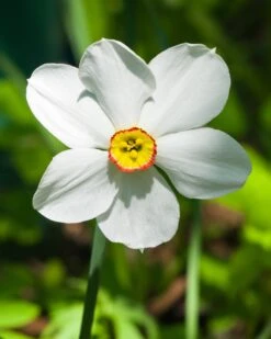 Narcissus 'Pheasant's Eye' -Plants And Flowers Shop narcissus phaesant s eye 1