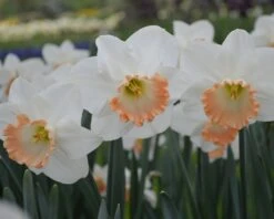 Narcissus 'Pink Charm' -Plants And Flowers Shop narcissus pink charm 1