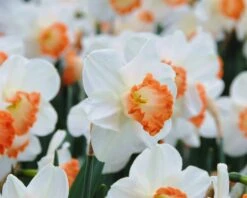 Narcissus 'Pink Charm' -Plants And Flowers Shop narcissus pink charm 3