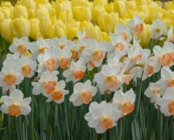 Narcissus 'Pink Charm' -Plants And Flowers Shop narcissus pink charm 4