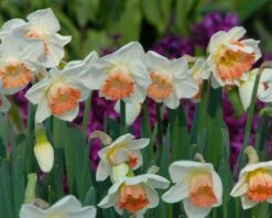 Narcissus 'Pink Charm' -Plants And Flowers Shop narcissus pink charm 5
