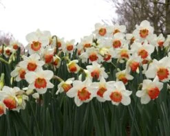 Narcissus 'Pink Charm' -Plants And Flowers Shop narcissus pink charm 8