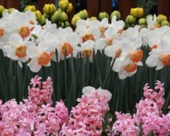 Narcissus 'Pink Charm' -Plants And Flowers Shop narcissus pink charm 9