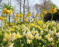 Narcissus 'Pipit' 13 Narcissus 'Pipit' -Plants And Flowers Shop narcissus pipit 1