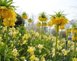 Narcissus 'Pipit' 11 Narcissus 'Pipit' -Plants And Flowers Shop narcissus pipit 2