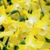 Narcissus 'Pipit'